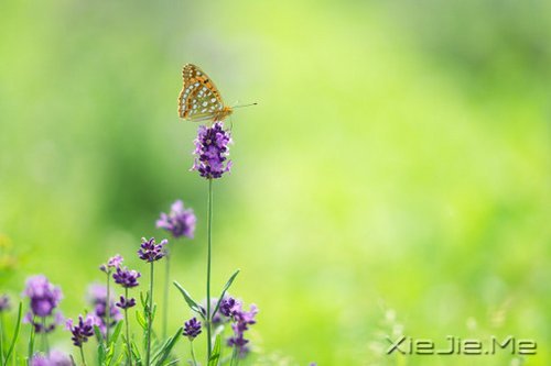 ֻ��֪��ж�������Ц������ (2)