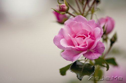 ·���ഺһ���ӣ��������ǳһ���� (5)