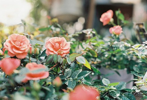 �簲����谮�Լ�����������Ҫ�� (9)